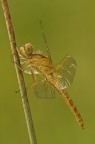 Orthetrum coerulescens