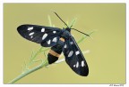 Amata Phegea Amata Phegea