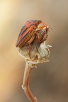 Graphosoma semipunctatum Graphosoma semipunctatum