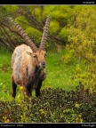 Stambecco # 1