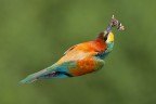 Presa al volo Presa al volo