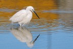 Garzetta Egretta garzetta Garzetta Egretta garzetta