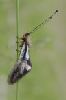 Libelluloide Coccaius