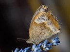 maniola jurtina