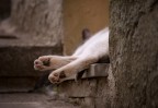 Gatto - 1 Gatto - 1