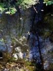Piume e Foglie