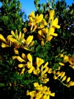 GINESTRA GINESTRA