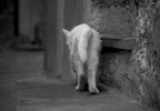 Gatto - 2 Gatto - 2