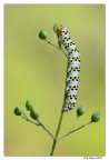 Cucullia Verbasci Cucullia Verbasci