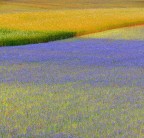 Fioritura presso Castellucio di Norcia