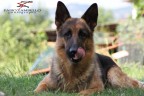 ritratto canino ritratto canino