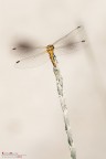 Sympetrum artistico Sympetrum artistico