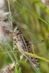 Decticus albifrons Decticus albifrons