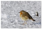 Pettirosso Pettirosso