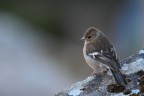 Fringuella Fringuella