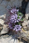 FIORE FIORE