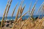 Spighe al mare Spighe al mare