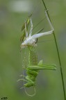 la trasformazione..(Hexapoda Orthoptera Tettigoniidae Dectic
