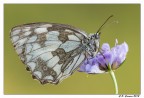 Melanargia Galathea Melanargia Galathea