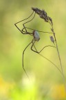 opilione opilione