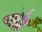 melangria galathea melangria galathea