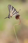 Podalirio "Iphiclides podalirius" Podalirio "Iphiclides podalirius"