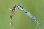 Damigella