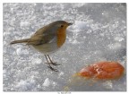 Pettirosso Goloso Pettirosso Goloso