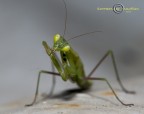 Mantide Religiosa Mantide Religiosa