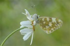 Pontia edusa (Fabricius, 1777) Pontia edusa (Fabricius, 1777)