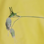 Orthoptera Tettigoniidae