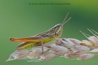 Euchorthippus declivus Euchorthippus declivus