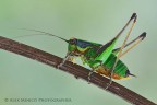 Eupholidoptera chabrieri Eupholidoptera chabrieri