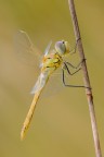 Sympetrum striolatum