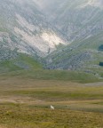 IL PASTORE ABRUZZESE IL PASTORE ABRUZZESE