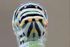 Papilio machaon INCONTRO RAVVICINATISSIMO 3,5:1