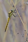 Libellula Libellula