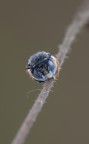 -Hymenoptera- Megachilidae Anthidiellum... -Hymenoptera- Megachilidae Anthidiellum...