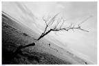 Albero Albero