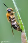 Ovodeposizione di Stratiomydae Ovodeposizione di Stratiomydae