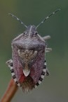 cimice cimice