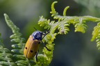 Lachnaea sexpuntata ? Lachnaea sexpuntata ?