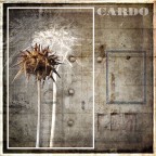 CARDO