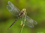 Boyeria irene Boyeria irene