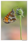 Melitea Athalia Melitea Athalia