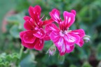 Fiore Fiore