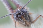 Melitaea 3:1 Melitaea 3:1