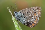 Melitaea 1:1 Melitaea 1:1