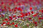 castelluccio #4 castelluccio #4