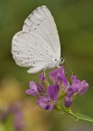 Celastrina argiolus Celastrina argiolus